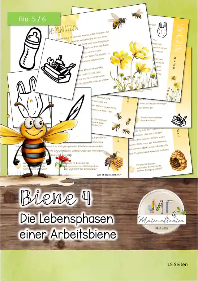 Biene 4 - Phasen der Arbeitsbiene: Biologie 5/6