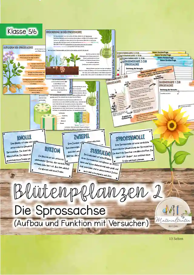 Aufbau der Blütenpflanzen / Die Sprossachse / Aufbau der Sprossachse