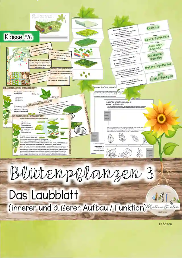Aufbau der Blütenpflanzen / Das Laubblatt / Aufbau des Laubblattes