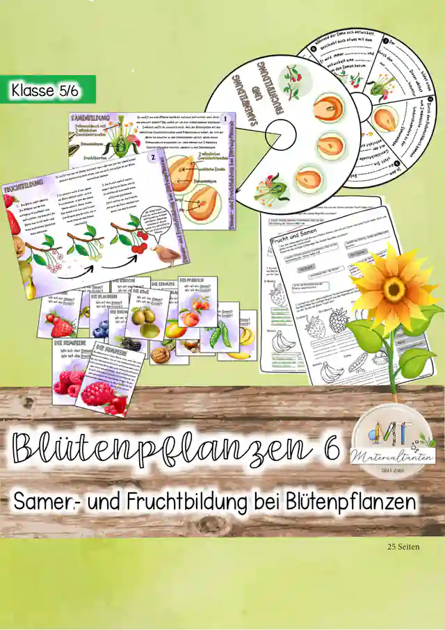 Aufbau von Blütenpflanzen / Fruchtbildung und Samenbildung