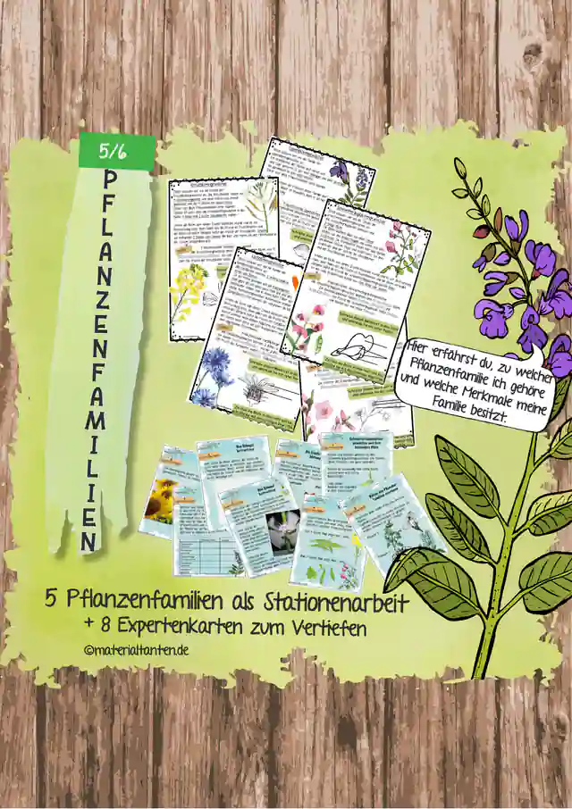 Pflanzenfamilien als Stationenarbeit