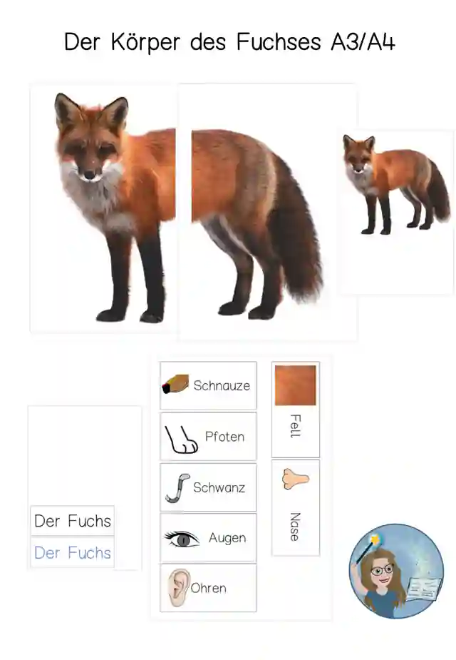 Tafelmaterial Körperbau Fuchs