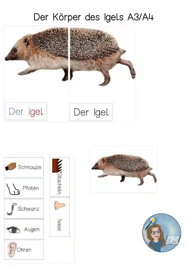  Klettmappe Körperbau des Igels