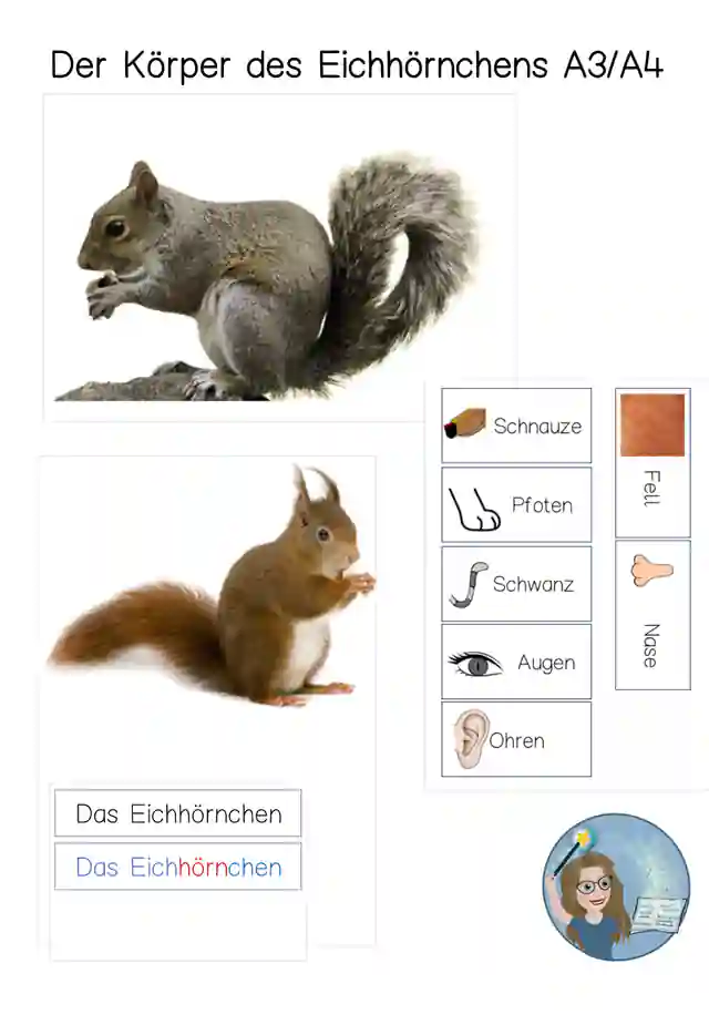 Tafelmaterial Körper des Eichhörnchens