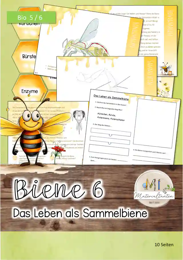 Biene 6.- Die Sammelbiene: Biologie 5/6