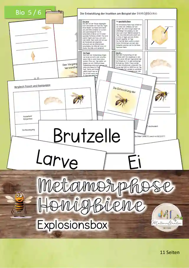 Biene - Metamorphose / Explosionsbox: Biologie 5/6