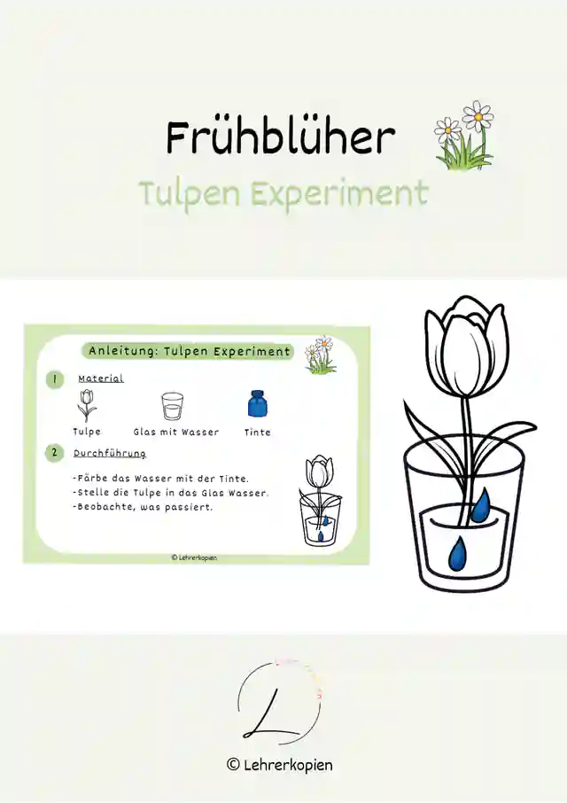 Frühblüher: Tulpen Experiment