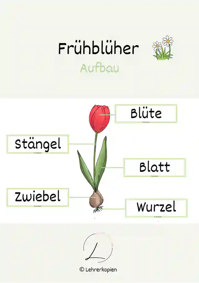 Frühblüher: Aufbau