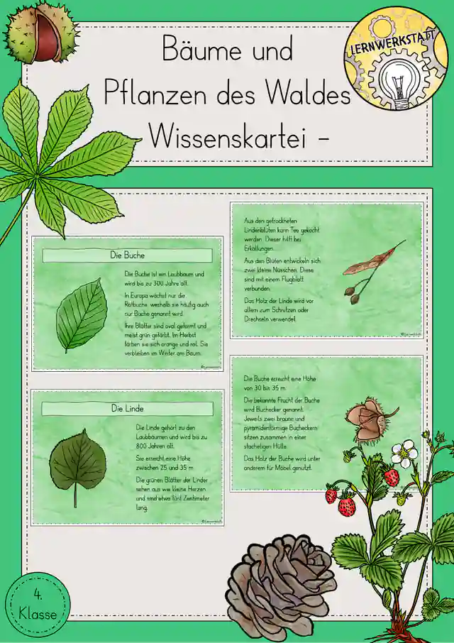 Bäume Pflanzen Wald Wissenskartei Sachunterricht Klasse 4