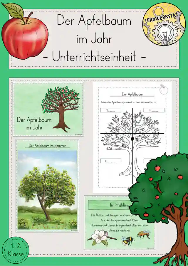 Apfelbaum im Jahr Unterrichtseinheit Sachunterricht Klasse 1/2