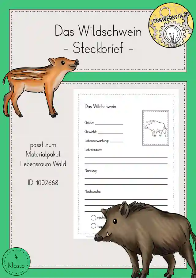 Wildschwein Steckbrief Arbeitsblatt Sachunterricht Klasse 4