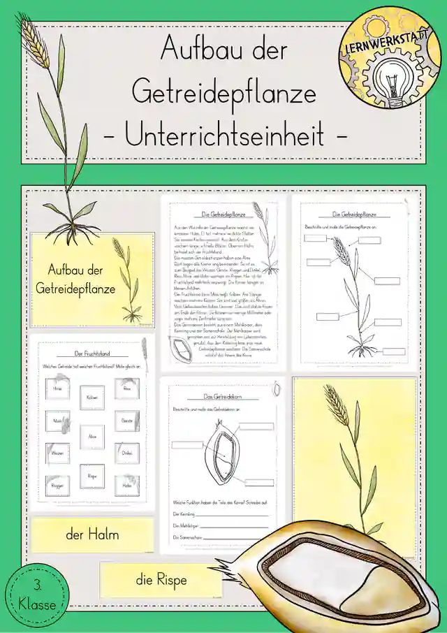 Getreide Aufbau Getreidepflanze Unterrichtseinheit Sachunterricht Klasse 3