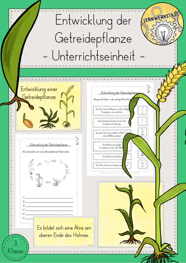Getreide Entwicklung Getreidepflanze Unterrichtseinheit