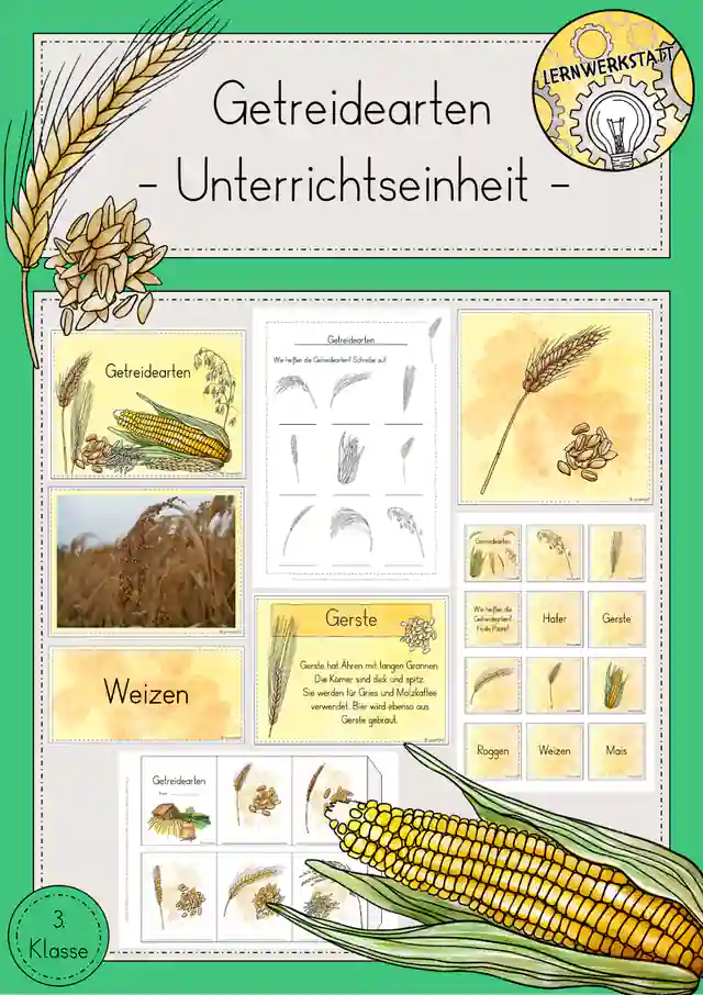 Getreide Getreidearten Wissenskartei Spiele Tafelmaterial Unterrichtseinheit Sachunterricht Klasse 3