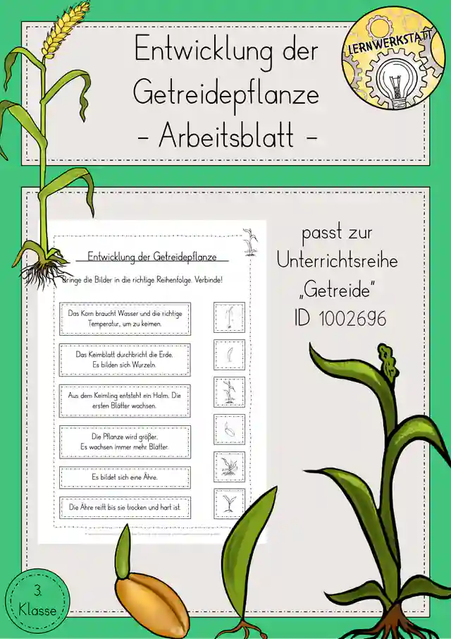 Getreide Entwicklung Arbeitsblatt