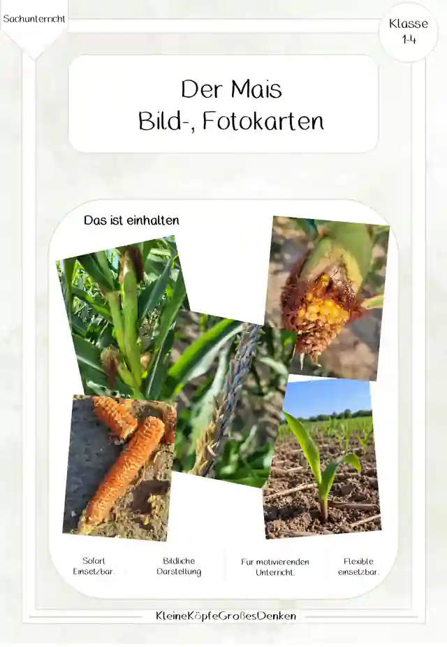 Der Mais - Bild-, Fotokarten von der Entwicklung